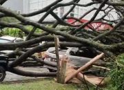 Pohon Rapuh Roboh di Kota Baru Parahyangan, Bahaya yang Terlambat Diantisipasi