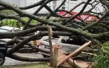 Pohon Rapuh Roboh di Kota Baru Parahyangan, Bahaya yang Terlambat Diantisipasi