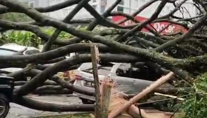 Pohon Rapuh Roboh di Kota Baru Parahyangan, Bahaya yang Terlambat Diantisipasi