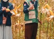 PPL kecamatan Manding Lakukan Ubinan di Kelompok Tani Tiga Saudara