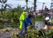 Hujan Disertai Angin Kencang, Sejumlah Pohon Tumbang di Ngawi, Polisi Bersama Warga Lakukan Evakuasi