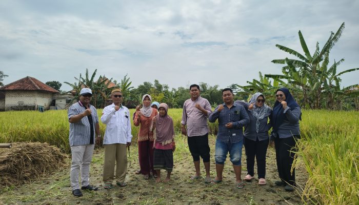 Dorong Swasembada Pangan, Penyuluh Pertanian Dampingi Panen di Poktan Sumber Ombak