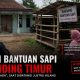 Misteri Bantuan Sapi di Manding Timur: Penerima Bilang “Ada”, Saat Didatangi Justru Hilang