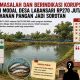 Anggaran Penyertaan Modal Desa Labansari Rp.270 Juta Lebih Dari Dana Desa APBN TA 2025 Diduga Bermasalah dan Berindikasi Korupsi