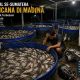 Padam Listrik Massal Se-Sumatera Berujung Bencana di Madina: Ratusan Kilo Ikan Mati, Peternak Terbebani Rugi Puluhan Hingga Ratusan Juta