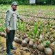 Katimker Sumenep Lakukan Monev Pembibitan Kelapa dan Ranges, Dukung Hilirisasi di Batang-Batang