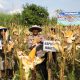 Polres Magetan Panen Raya Jagung Kuartal II 2026, Wujud Nyata Dukung Swasembada Pangan Nasional