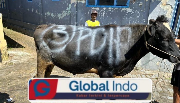 PDIP Jatim Sebar 468 Sapi Kurban, Rawat Semangat Gotong Royong di Hari Raya6