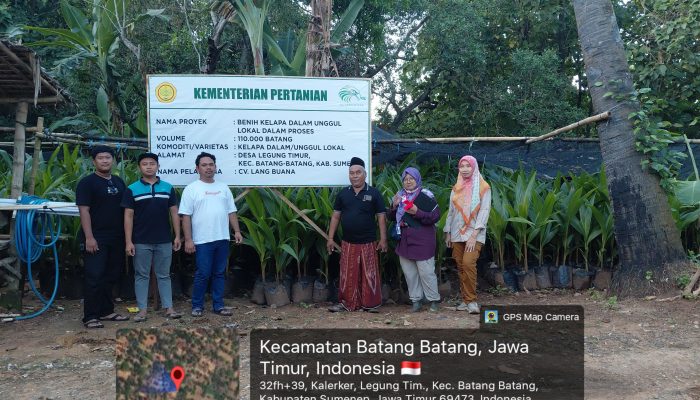 Sumenep Bersiap Jadi Penopang Industri Kelapa Jatim, Siapkan 110.000 Bibit Bersertifikat Dukung Hilirisasi
