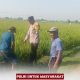 Polisi Hadir di Tengah Petani, Wujud Dukungan untuk Ketahanan Pangan Nasional