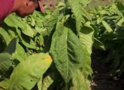Tembakau Campalok: Si “Emas Merah” dari Sumenep, Jawa Timur, Tembakau Termahal di Dunia, Tembus Rp5 Juta per Kg