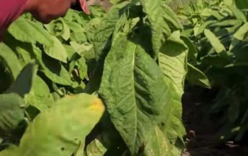 Tembakau Campalok: Si “Emas Merah” dari Sumenep, Jawa Timur, Tembakau Termahal di Dunia, Tembus Rp5 Juta per Kg