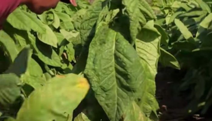 Tembakau Campalok: Si “Emas Merah” dari Sumenep, Jawa Timur, Tembakau Termahal di Dunia, Tembus Rp5 Juta per Kg