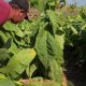Tembakau Campalok: Si “Emas Merah” dari Sumenep, Jawa Timur, Tembakau Termahal di Dunia, Tembus Rp5 Juta per Kg