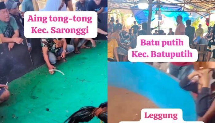 Sabung Ayam di Kabupaten Sumenep Makin Marak dan Terang-Terangan, Warga Meminta APH Jangan Tutup Mata