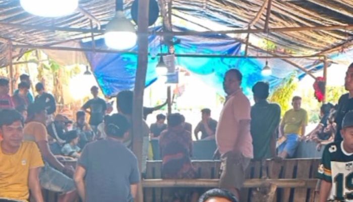 Kebal Hukum” Sabung Ayam di Batuputih Tetap Berlangsung Tiap Senin, Warga Pertanyakan Peran Polsek dan Koramil