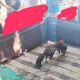 Sabung Ayam di Paberasan Semakin Merajalela, Padahal Sempat Dibubarkan Warga Desak APH Turun Tangan