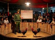 Dugaan Oknum TNI Inisial ( S ) Membekingi atau Terlibat Judi Sabung Ayam Dibatuputih